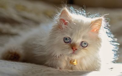 القط الهيمالايا, القط الفارسي, الفارسي لون نقطة