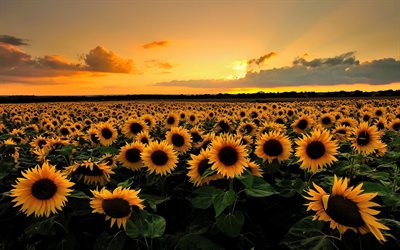 field, sunset, sunflowers, summer