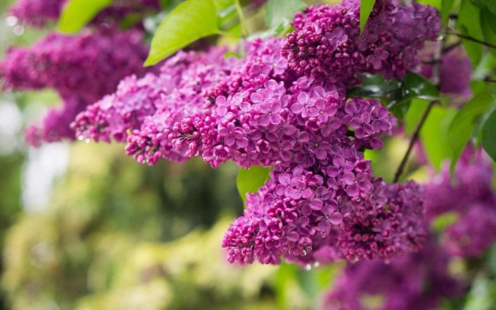 lilac, spring, spring flowers, the buzok