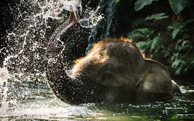 áfrica, tomando banho, elefante, elefantes, pequeno elefante