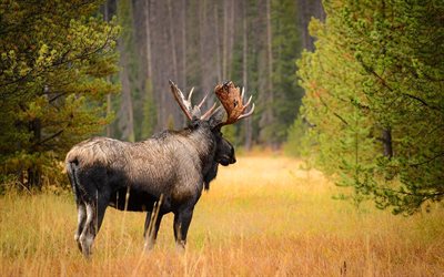 wildlife, deer, forest, moose