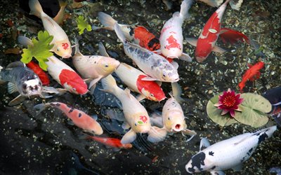 japão, peixe colorido, koi, carpa brocada