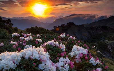 solnedgång, topp, blommor, berg, solen