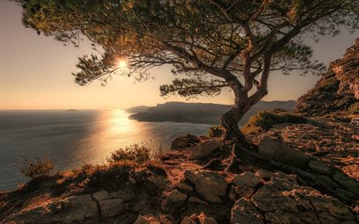 por la mañana, la costa, la roca, el árbol, el amanecer, el sol