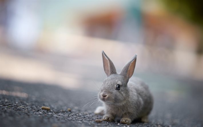 lindo conejo, animales, conejos