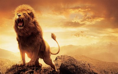 di narnia il leone, la fauna selvatica, foresta, re delle bestie, il re delle bestie