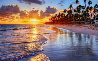 palm trees, the beach, dawn, morning, resorts