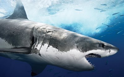 underwater world, predator, shark, hijack