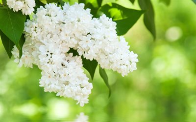 spring, white lilac, branch of lilac