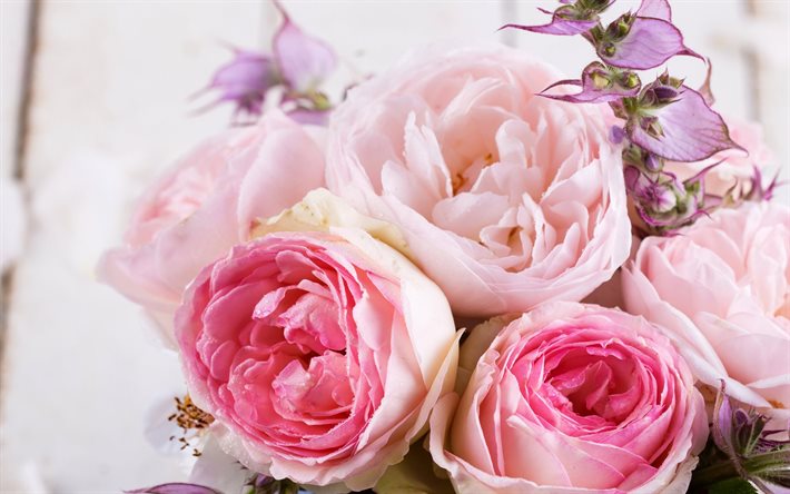 분홍색 roses, 폴란드 장미, 미
