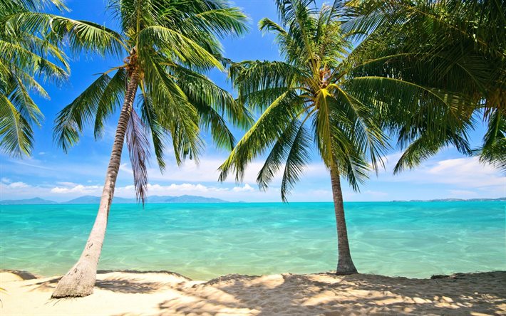 a praia, palmeiras, o oceano, ilhas