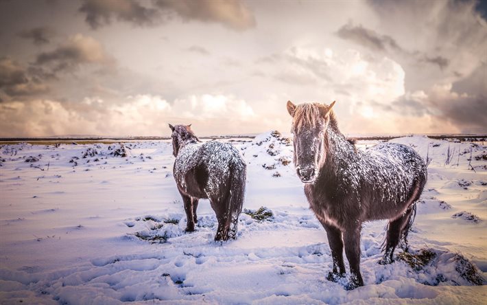 iceland, horses, snow, winter