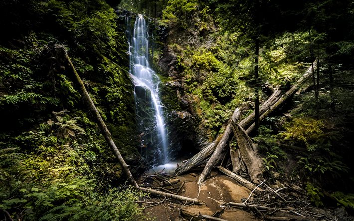 cascada, hermosos lugares, bosque, selva, berry creek falls, california