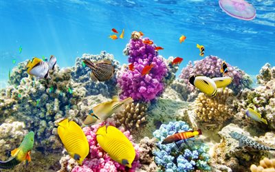 coral reef, beautiful fish, the ocean, corals, underwater world