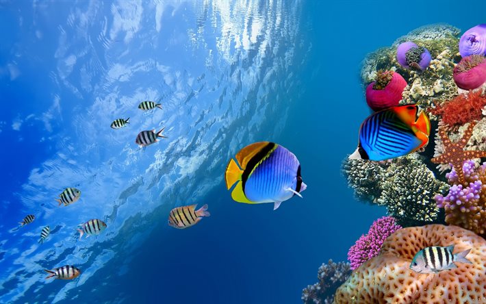 korallrev, undervattensvärlden, tropiska fiskar, havet