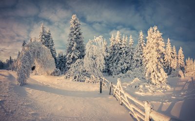 neige, hiver, arbre, forêt, montagnes, alinci, gori