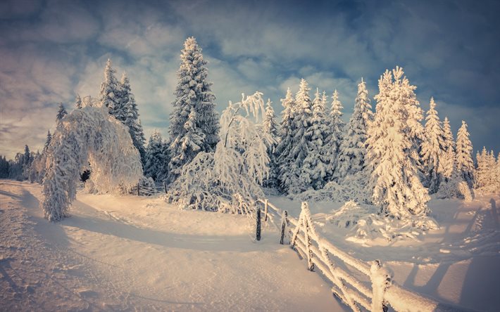 neve, inverno, árvore, floresta, montanhas, alinci, gori