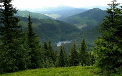synevyr, transcarpathia, झील, carpathians, यूक्रेन, वन