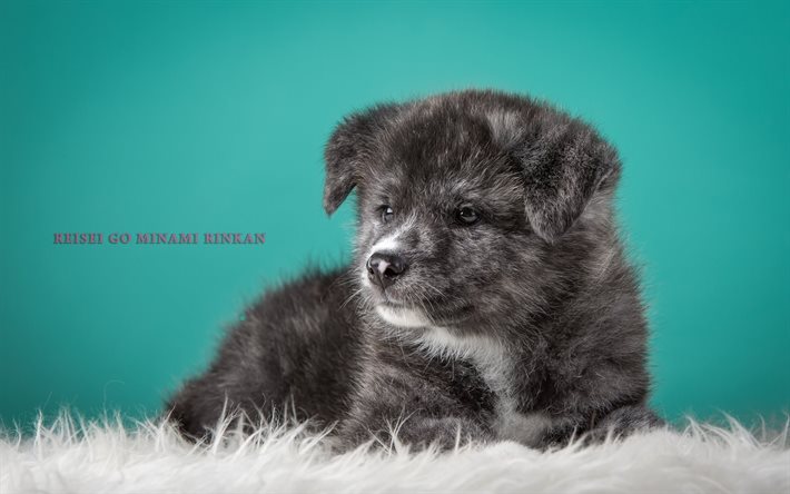 일본-아키타, 귀여운 강아지, 강아지, sena