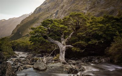 mountain stream, rock, fiordland, mountains, new zealand
