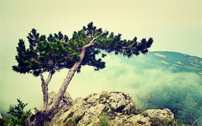pine, the top of the mountain, mountain, aipetri, crimea