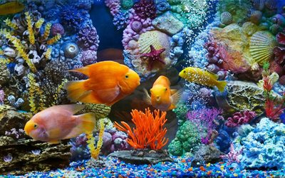 différentes de poissons, les poissons, les coraux, les poissons différents, ribki, coralie