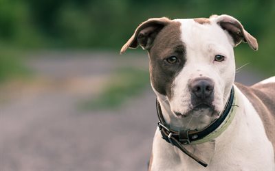 american pit bull terrier, الكلب الكلب الأمريكي, بيتبول, الكلاب, حفرة الثيران