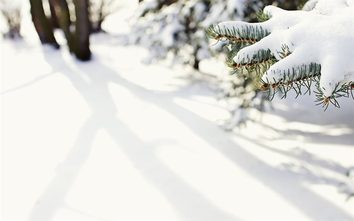 bosque, invierno, rama de árbol de navidad, nieve