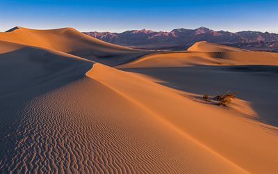 les dunes, le désert, les dunes de sable, le sable