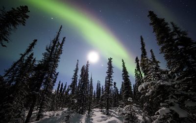 lumières du nord, forêt, hiver, alaska