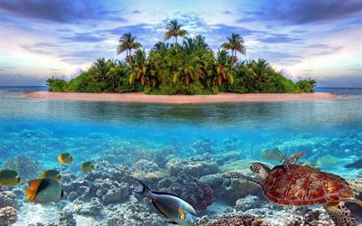 isla tropical, mundo submarino, la tortuga, el océano, los peces