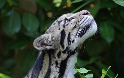 leopardo nublado, animales depredadores, la fauna, los leopardos
