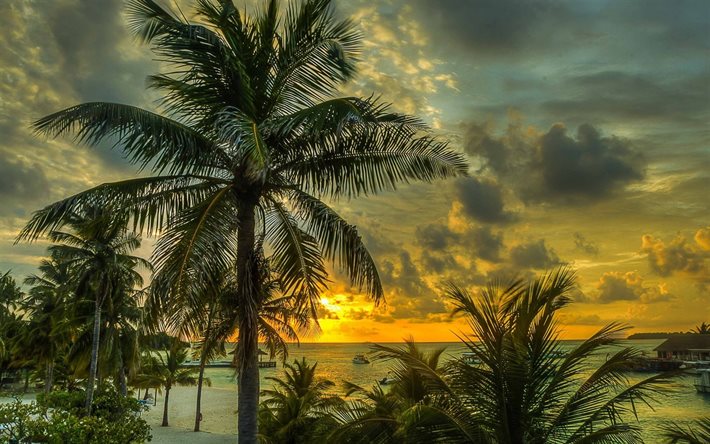 palmeiras, pôr do sol, praia, noite, oceano, maldivas