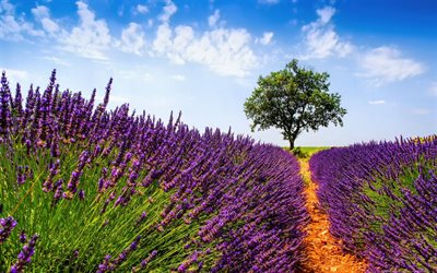 purple flowers, field, france, lavender, provence