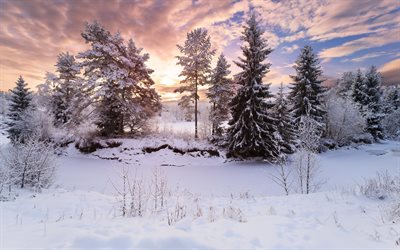 l'événement, bois, hiver, paysage, arbres, coucher de soleil, neige, soirée, un paysage d'hiver