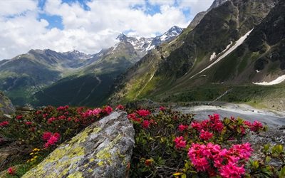 flores da montanha, a encosta da montanha, paisagem de montanha, montanhas