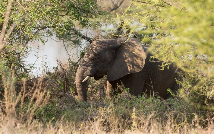 fil, filler geniş Afrika