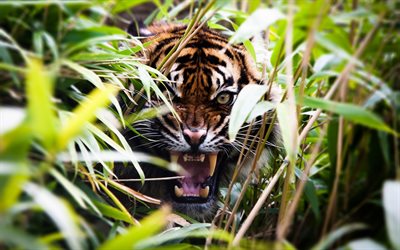 बाघ, क्रोध, सुरक्षा, शिकारियों, शेर के मुंह