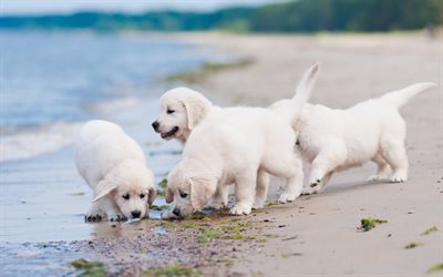 small dogs, white dogs, cute puppies, shore