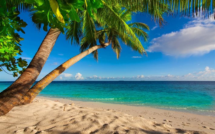 the ocean, blue sky, palm trees, the beach, sand