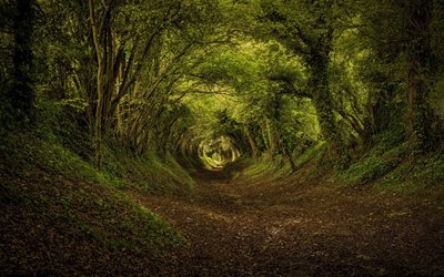 metsä, tunneli, puut, polku