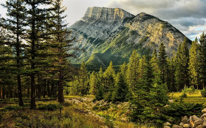 canada, summer, alberta, mountains, forest, mount rundle