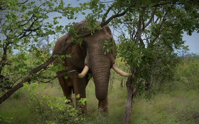 afrika, elefant, big elephant, foto von elefanten