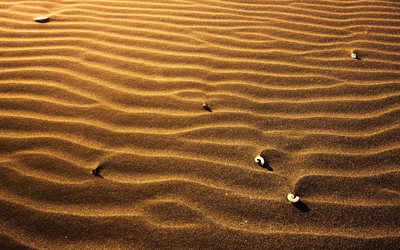الصحراء, الكثبان الرملية, الرمال, القواقع, الحرارة