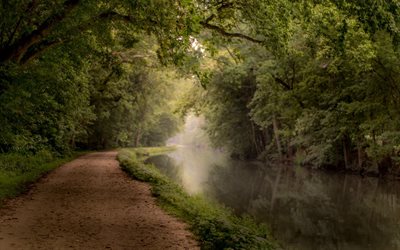 river, forest, road, green forest, fog