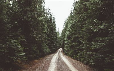 árvore, estrada, floresta, dal, alinci, o caminho