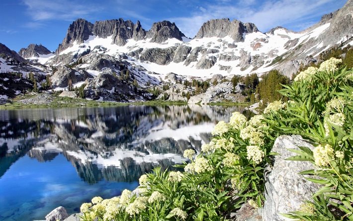 الثلوج, الصيف, الزهور, الجبال, المآذن, البحيرة, كاليفورنيا, ediza بحيرة