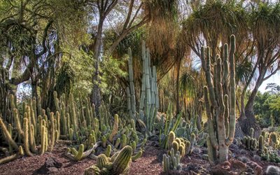 kaktusar, exotiska växter, olika kaktusar