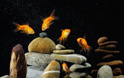 akvarium, guldfisk