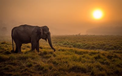 l'éléphant, le coucher du soleil, en afrique, dans la savane